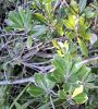 Plant thumbnail