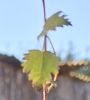 Plant thumbnail