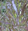Plant thumbnail