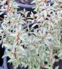 Plant thumbnail