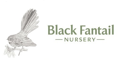 Black Fantail Nursery Logo